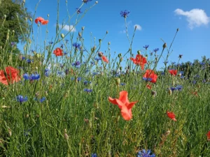 Wiersz, Serce natury, Irina Lazare