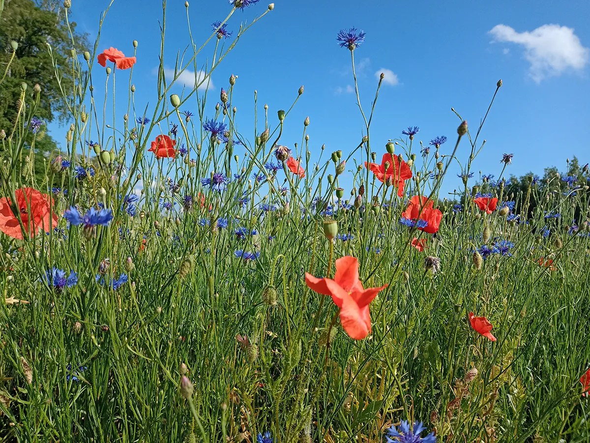 Wiersz, Serce natury, Irina Lazare