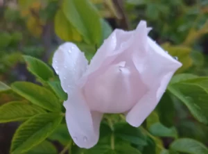 Wiersz, Życie, Irina Lazare